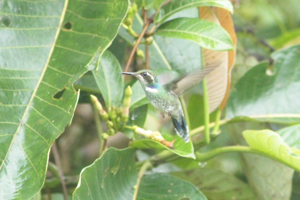 Geoffroy's Daggerbill - ML240760961