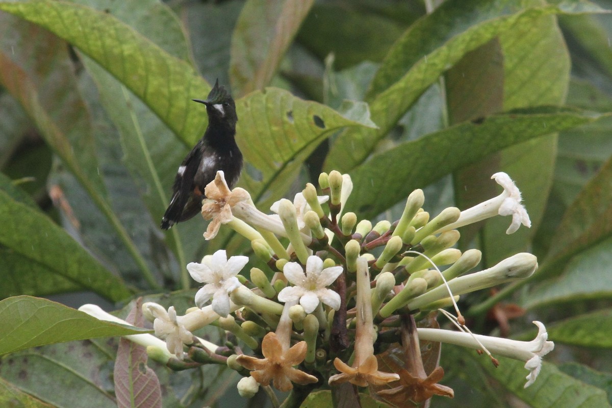 Wire-crested Thorntail - ML240761001