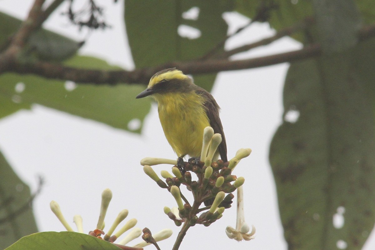 Lemon-browed Flycatcher - Jurgen Beckers