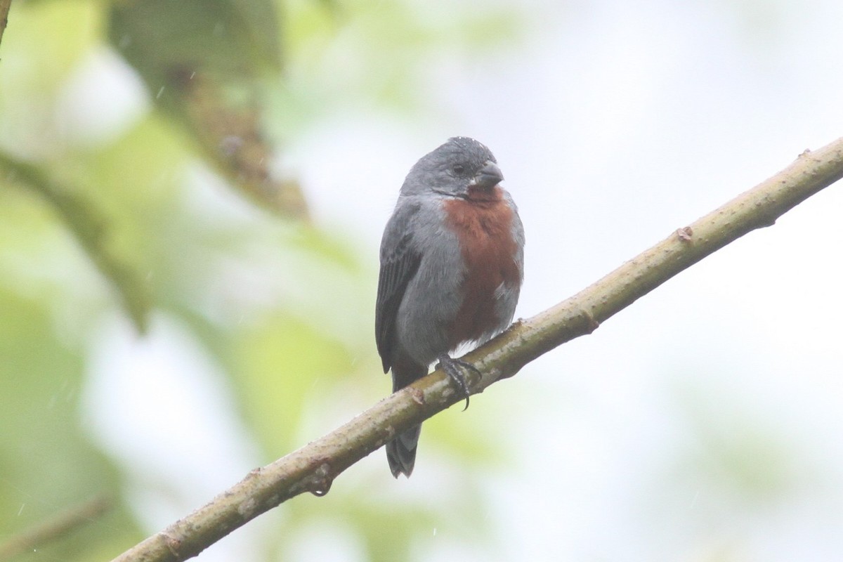 Chestnut-bellied Seedeater - ML240761181