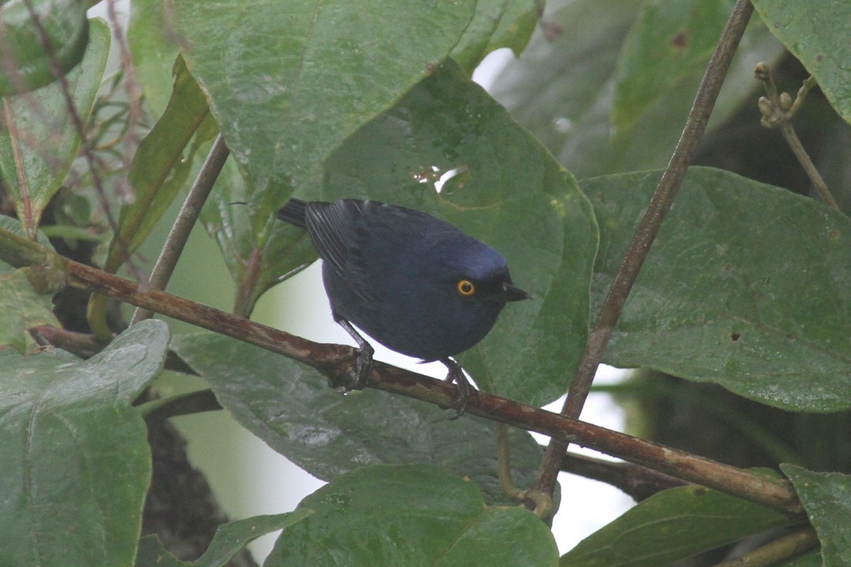 Deep-blue Flowerpiercer - ML240761191