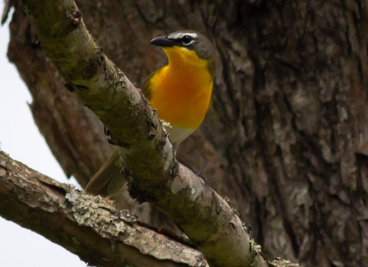 Yellow-breasted Chat - ML240763031