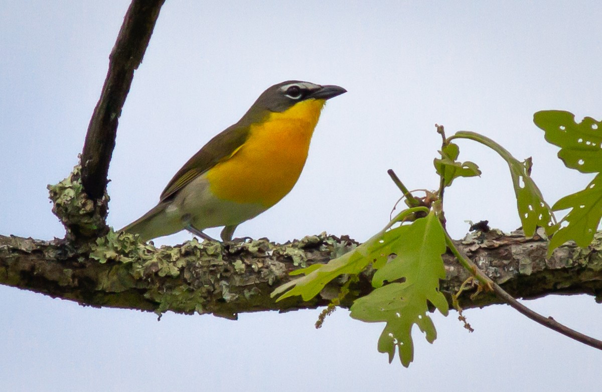 Yellow-breasted Chat - ML240763071