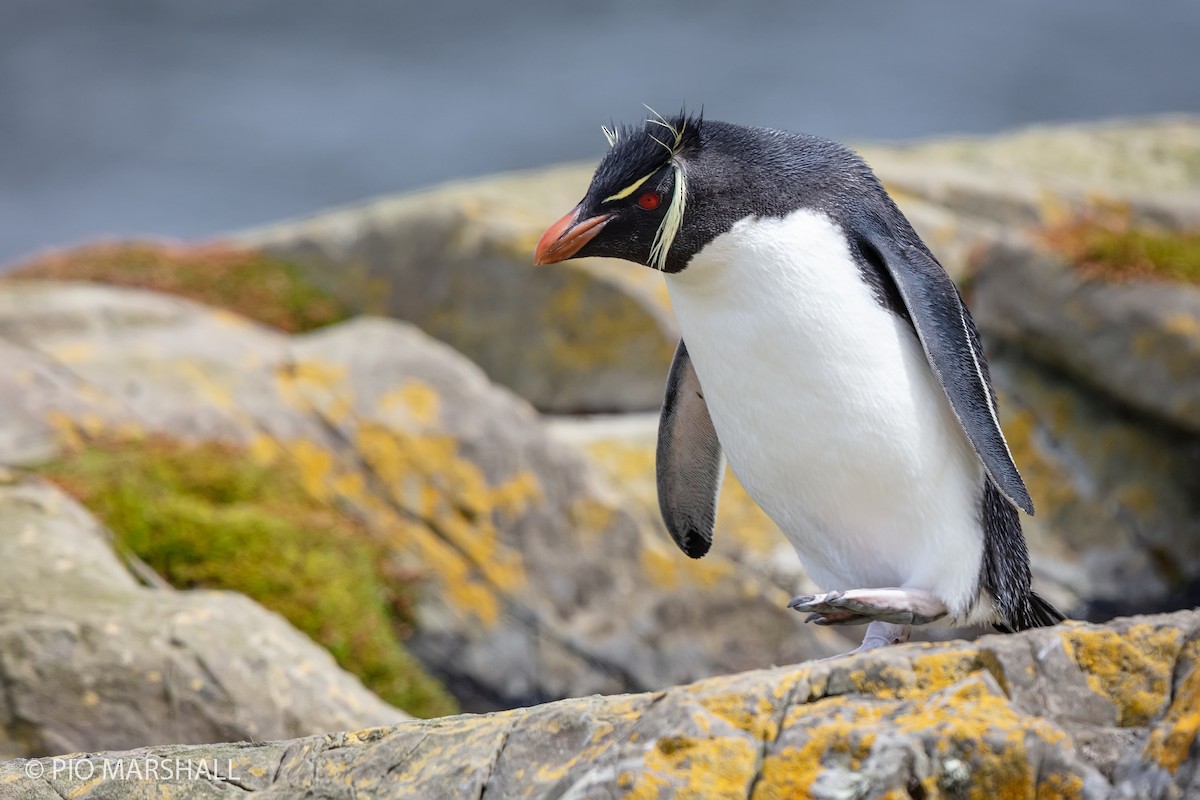 Western Rockhopper Penguin - Pio Marshall