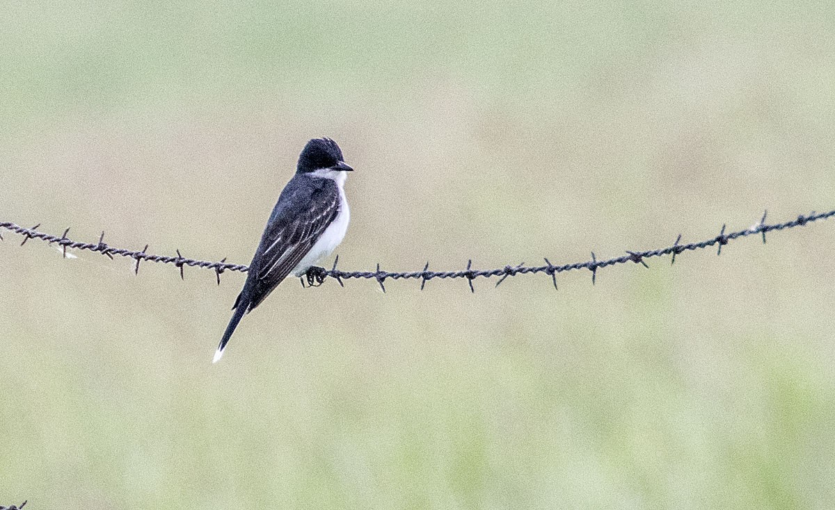 Eastern Kingbird - Dennis Endicott