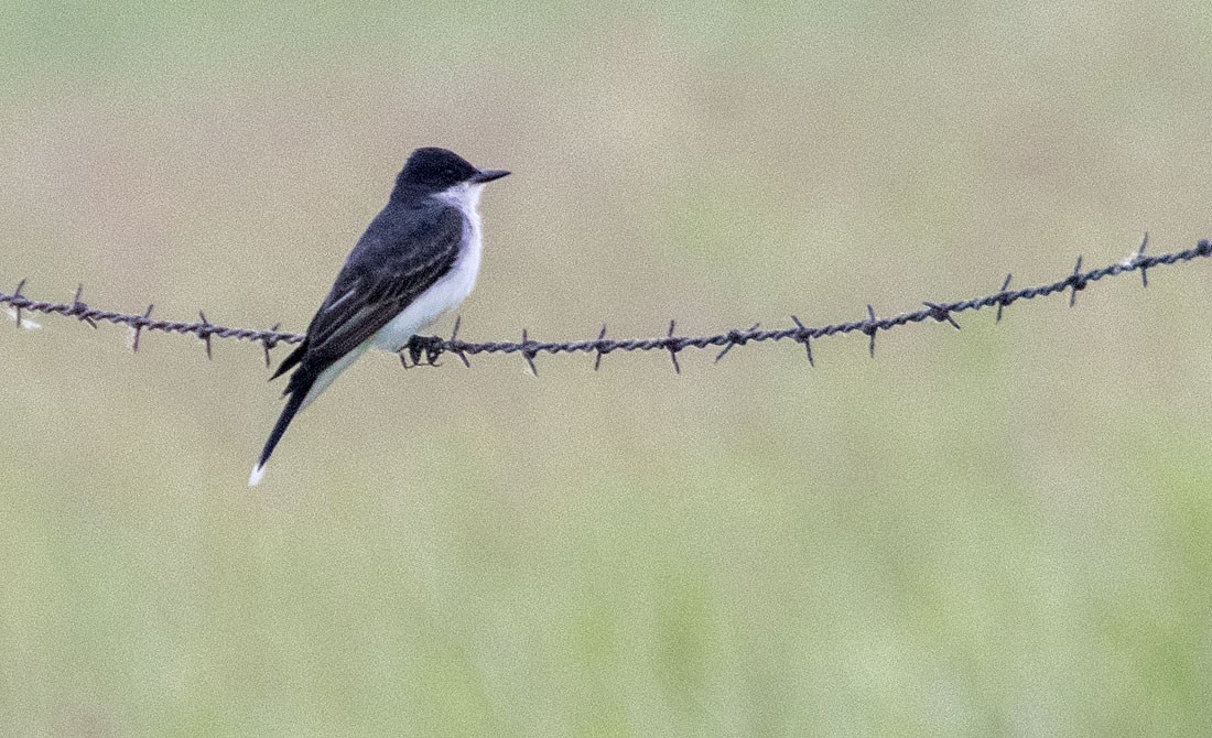 Eastern Kingbird - Dennis Endicott