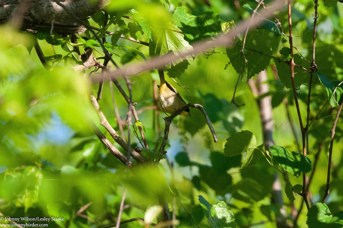 Common Yellowthroat - ML240763831