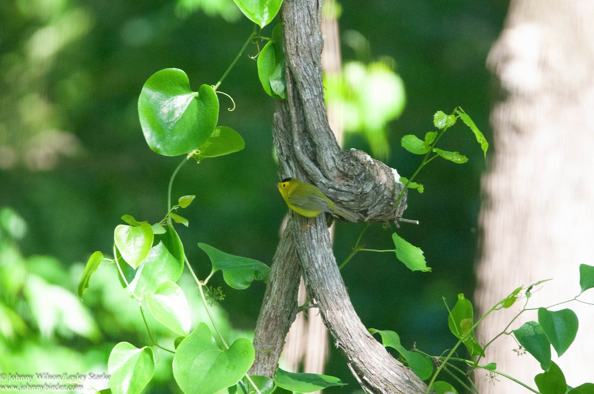 Wilson's Warbler - Johnny Wilson