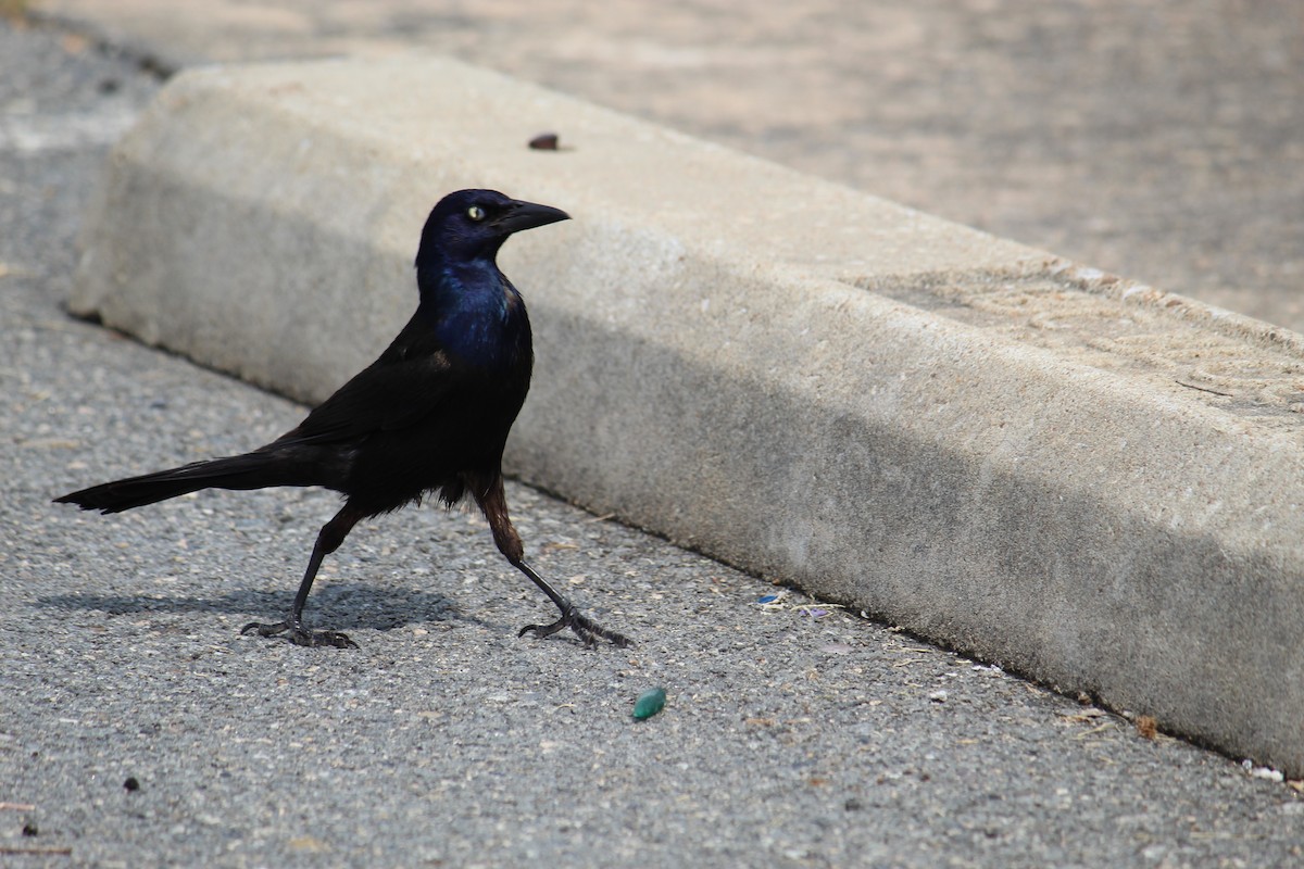 Common Grackle - George Dokes