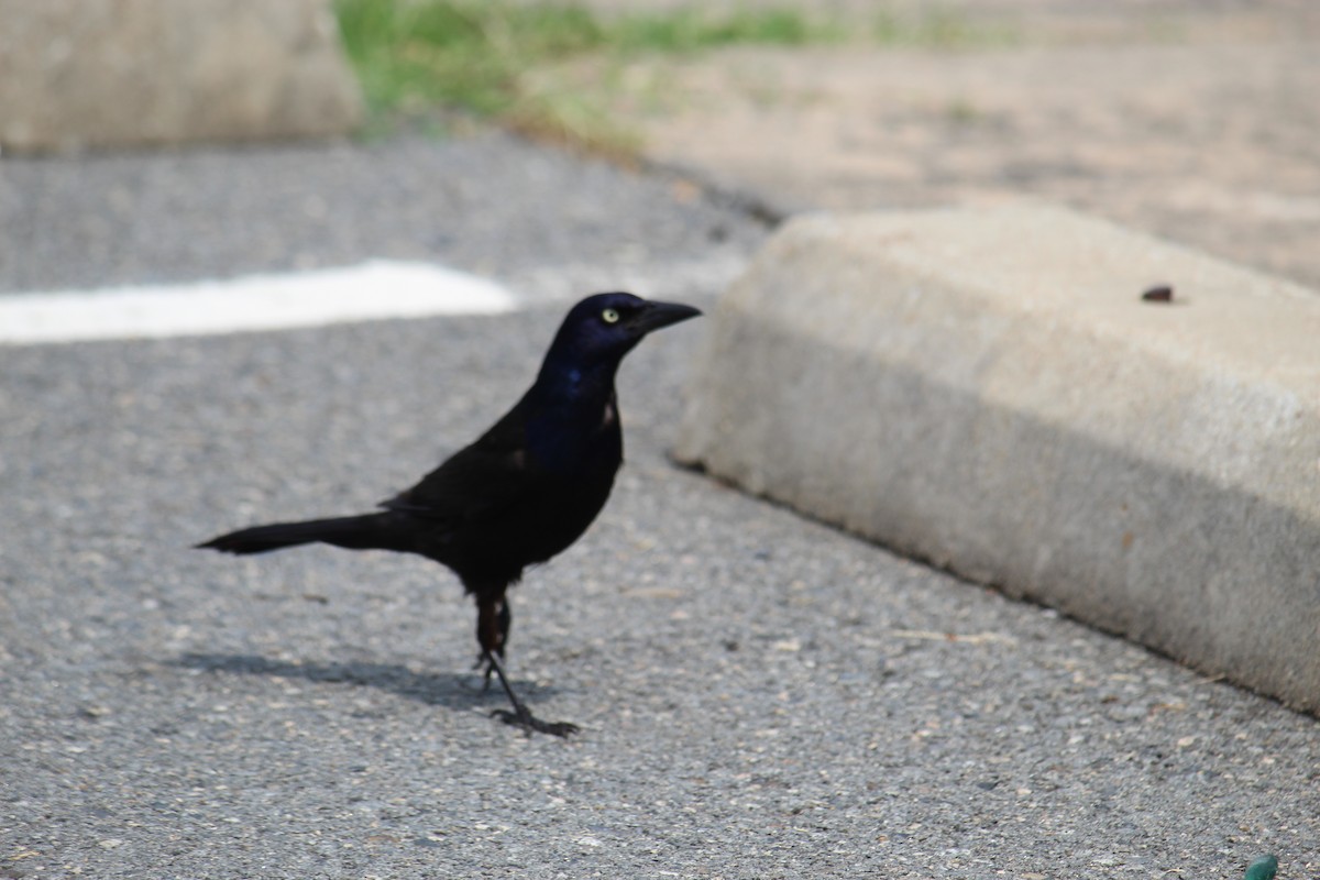 Common Grackle - ML240765581