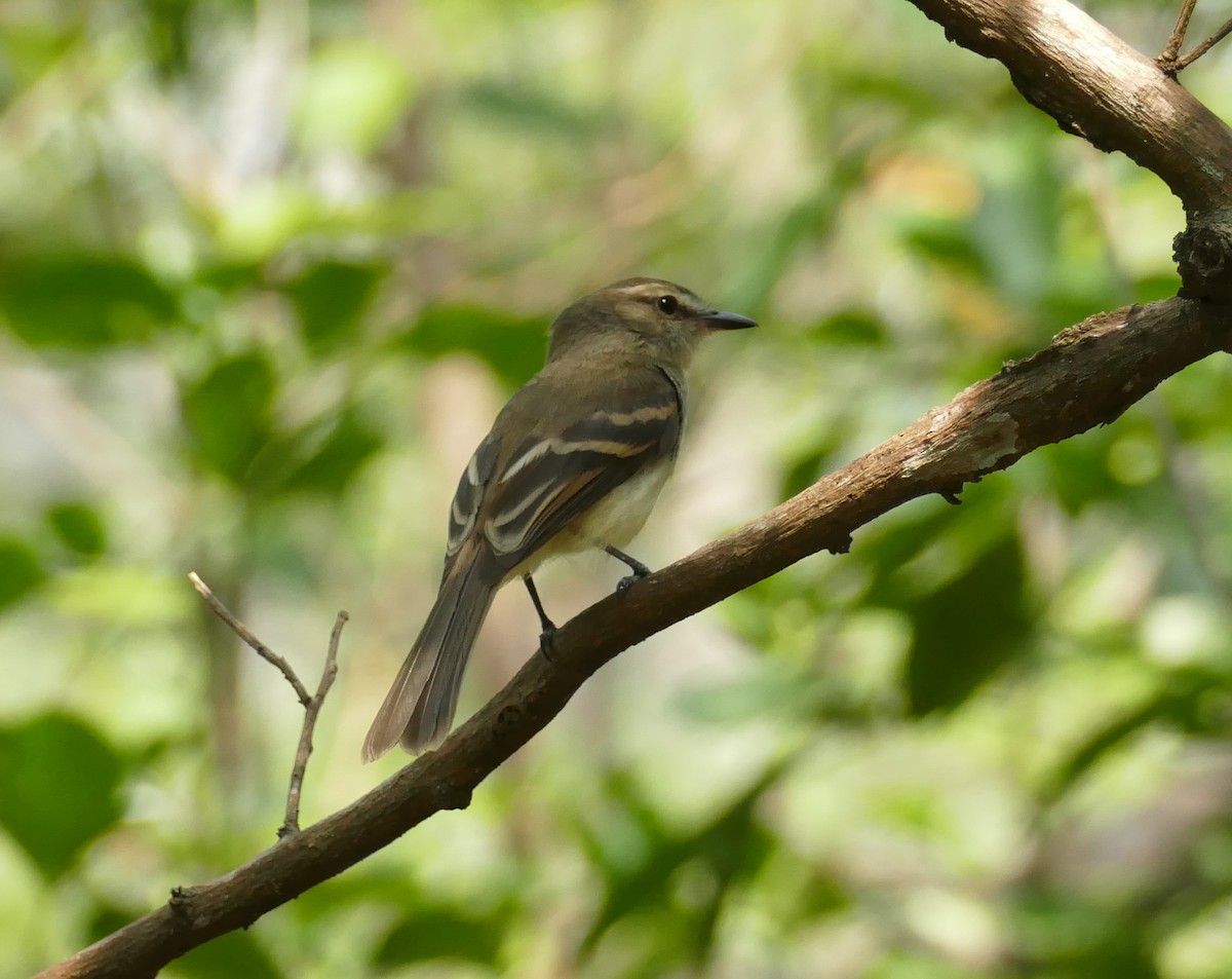 Fuscous Flycatcher - ML240767191