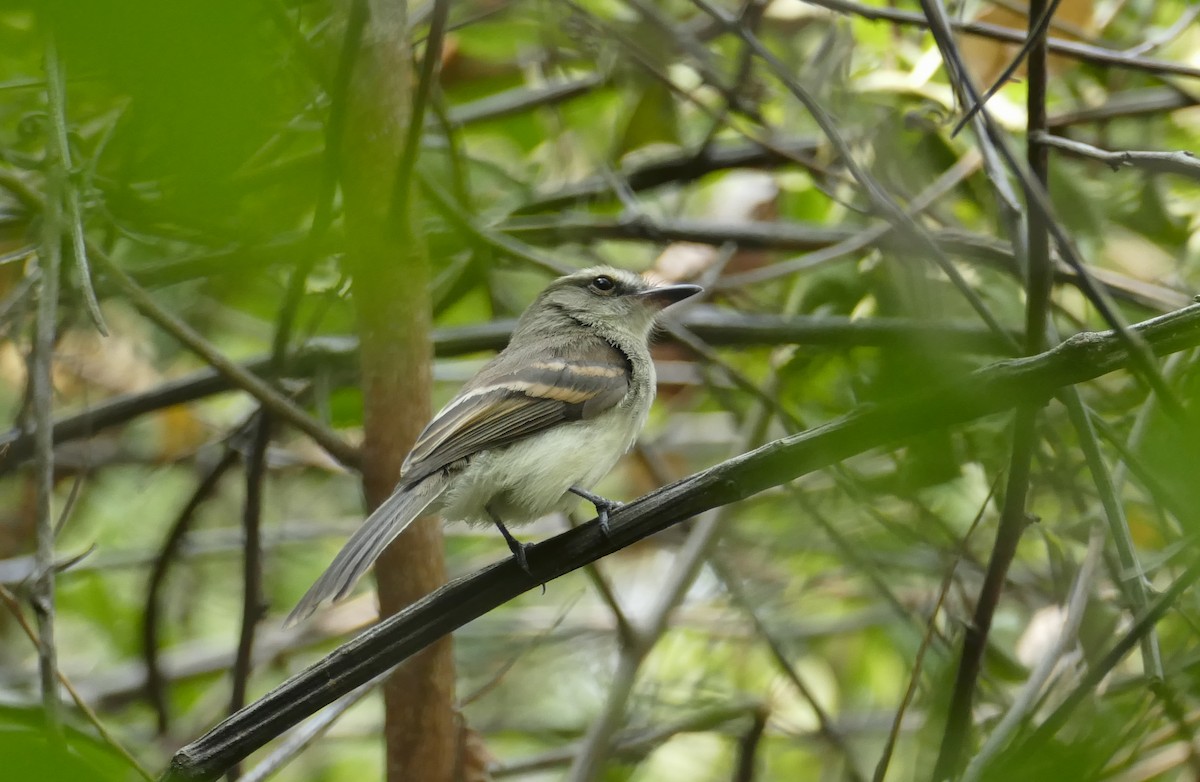 Fuscous Flycatcher - ML240767211