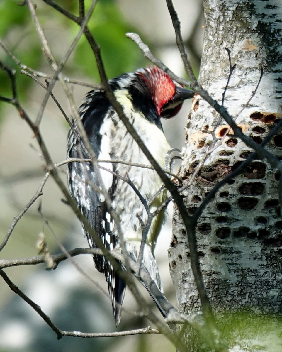 Yellow-bellied Sapsucker - ML240767271