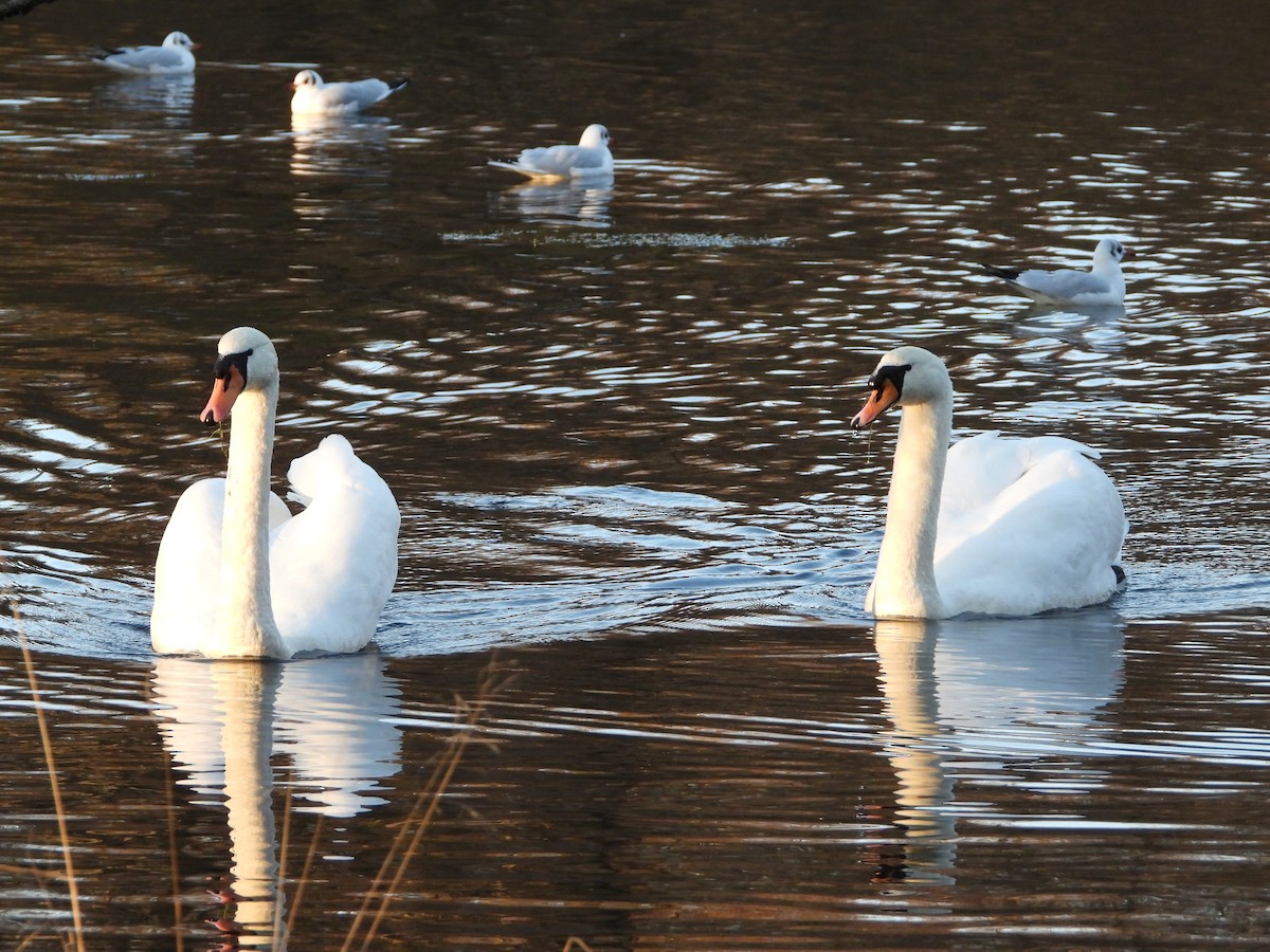 Mute Swan - ML240767601