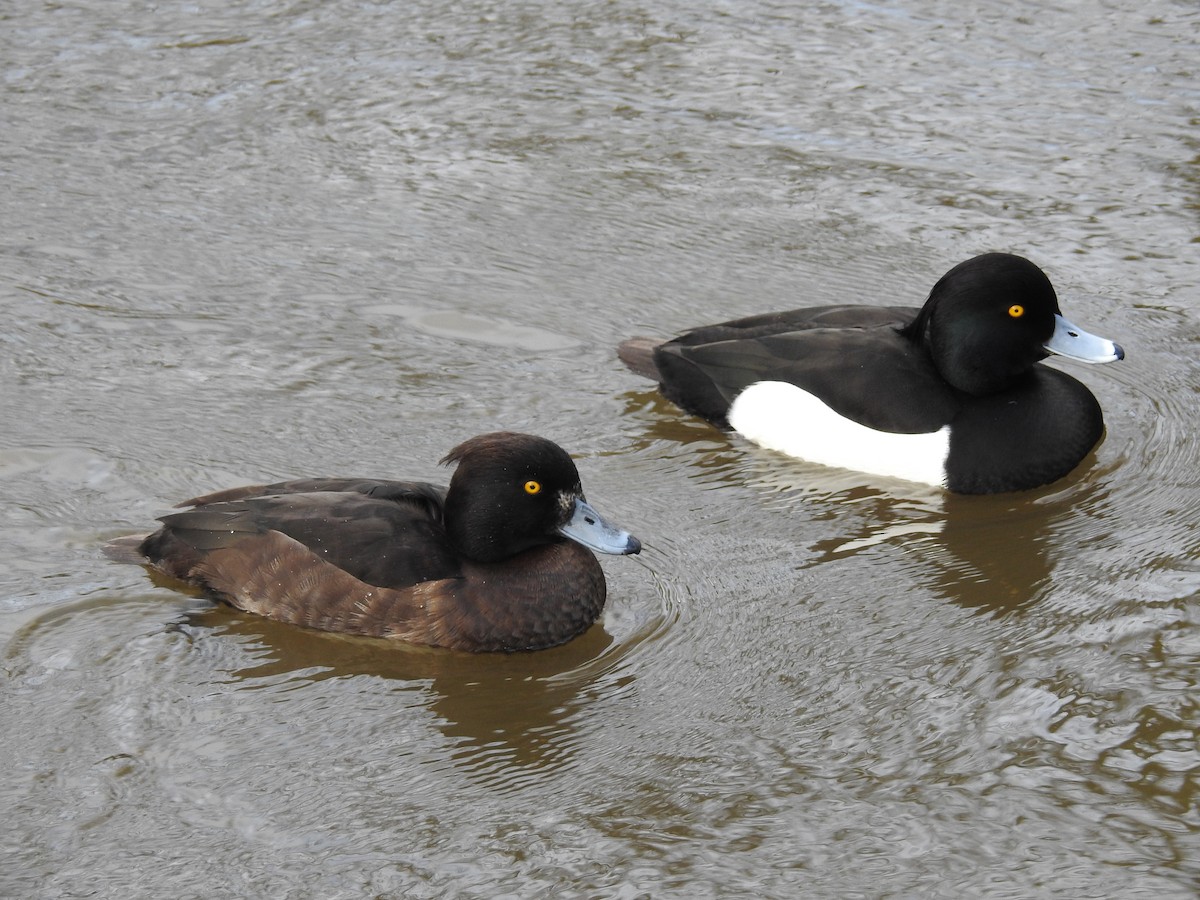 Tufted Duck - ML240769791