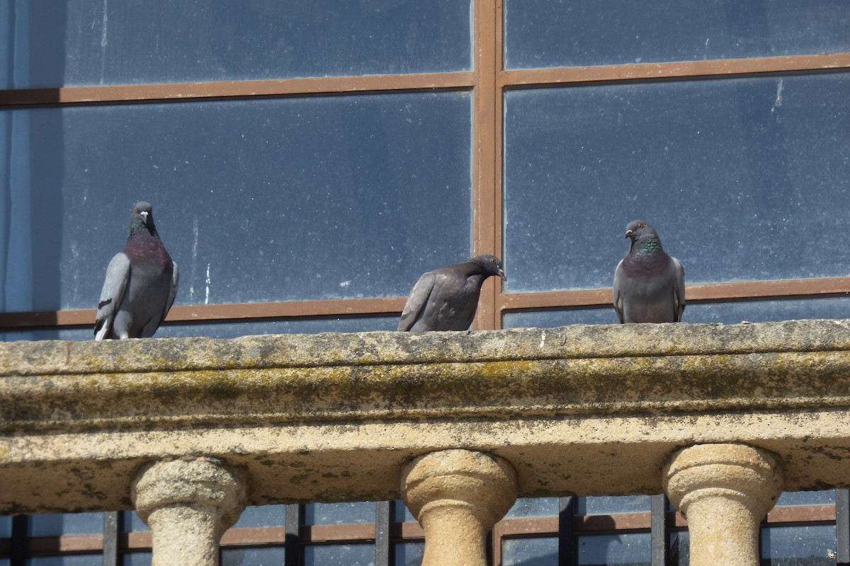 Rock Pigeon (Feral Pigeon) - ML240770391