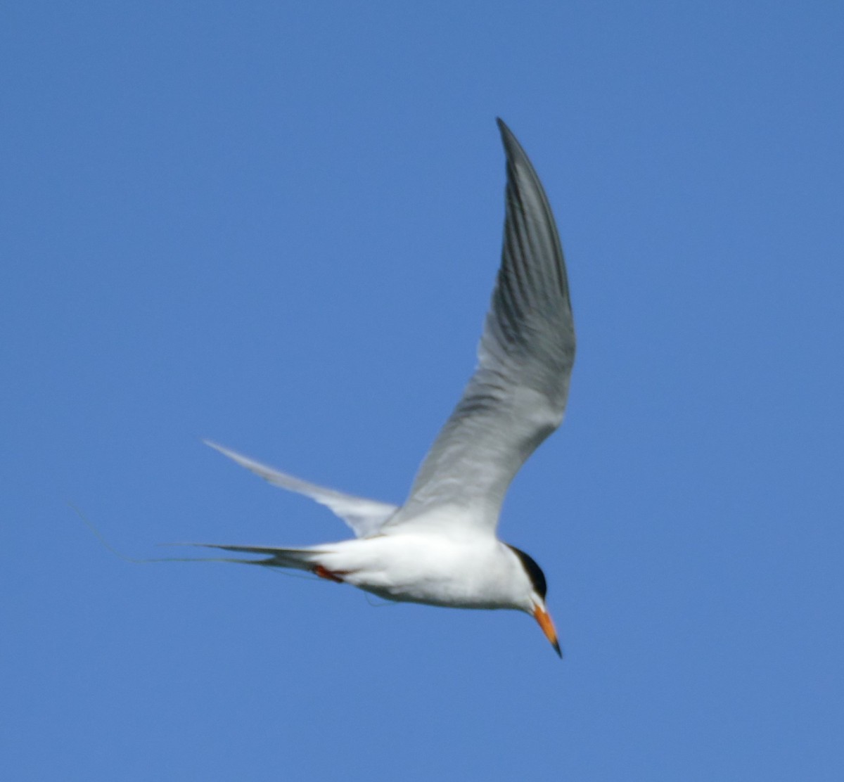 Forster's Tern - ML240771591