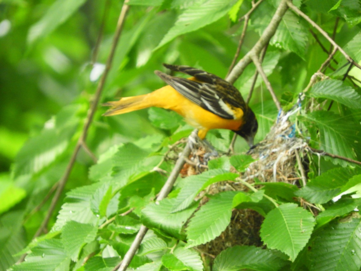 Baltimore Oriole - ML240771881