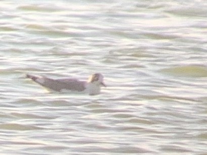 Franklin's Gull - ML240772941