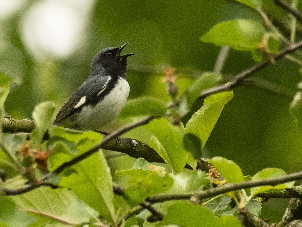 Black-throated Blue Warbler - ML240774681