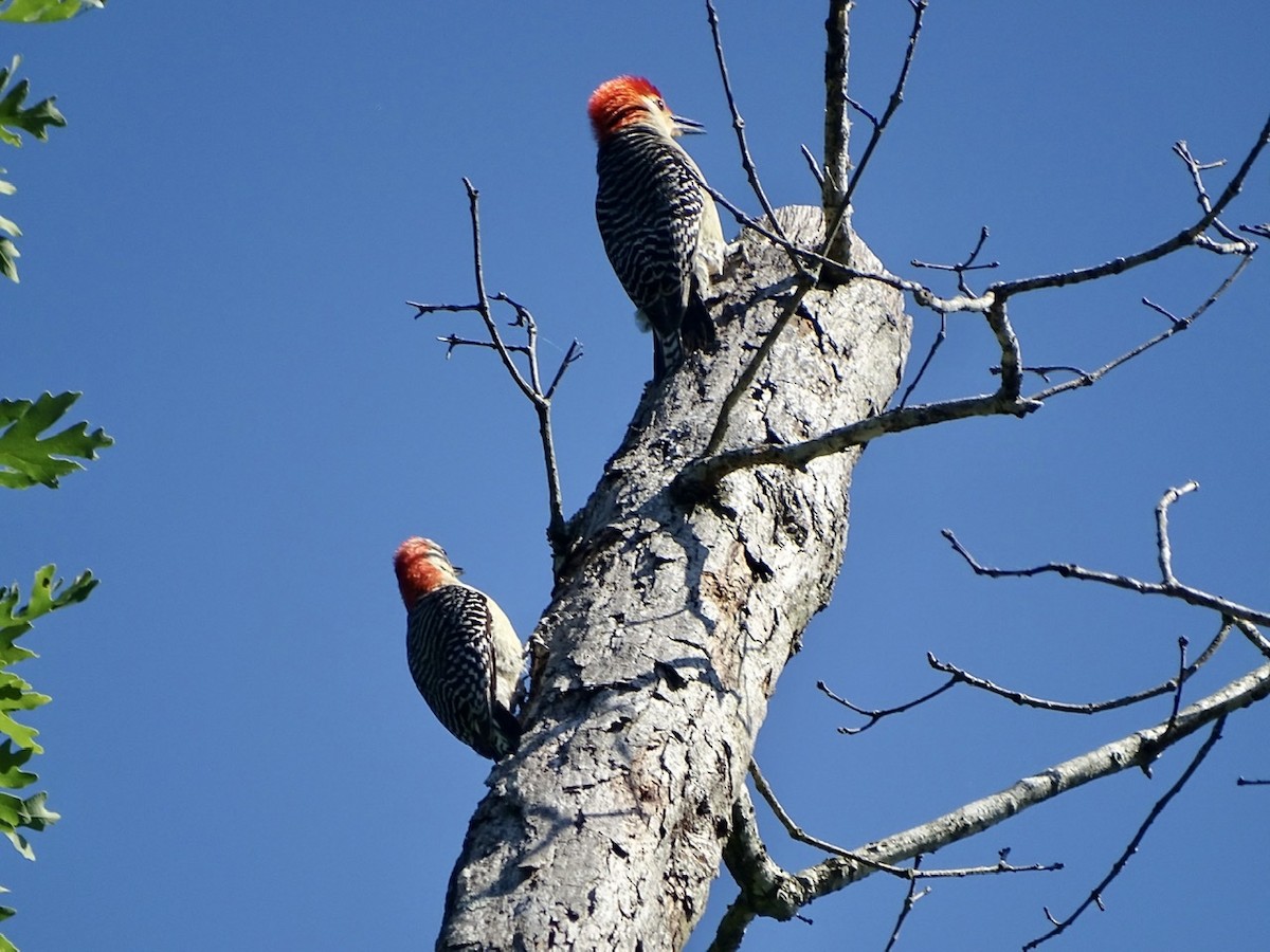 Red-bellied Woodpecker - Fleeta Chauvigne