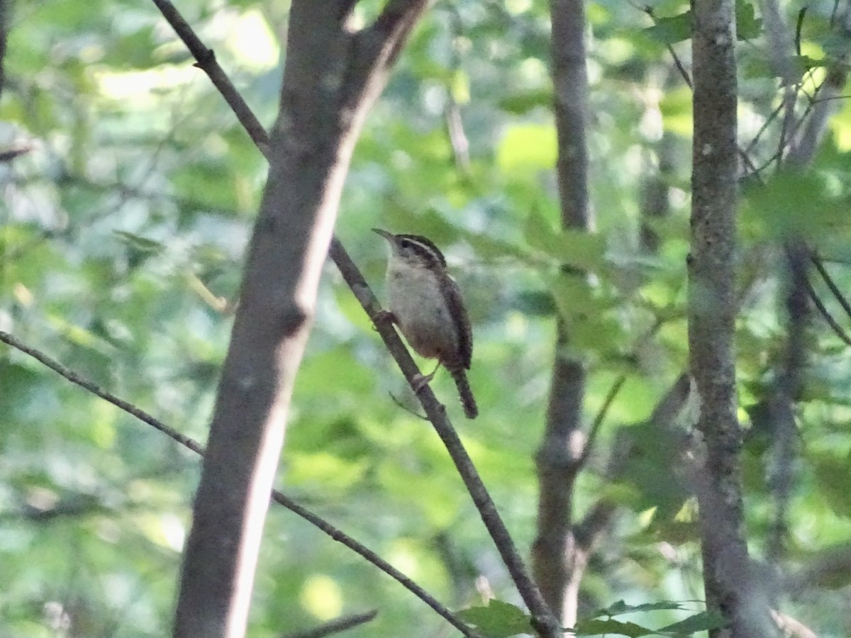 Carolina Wren - Fleeta Chauvigne