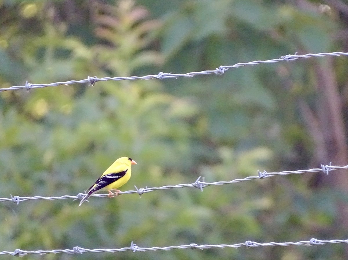 American Goldfinch - ML240775061