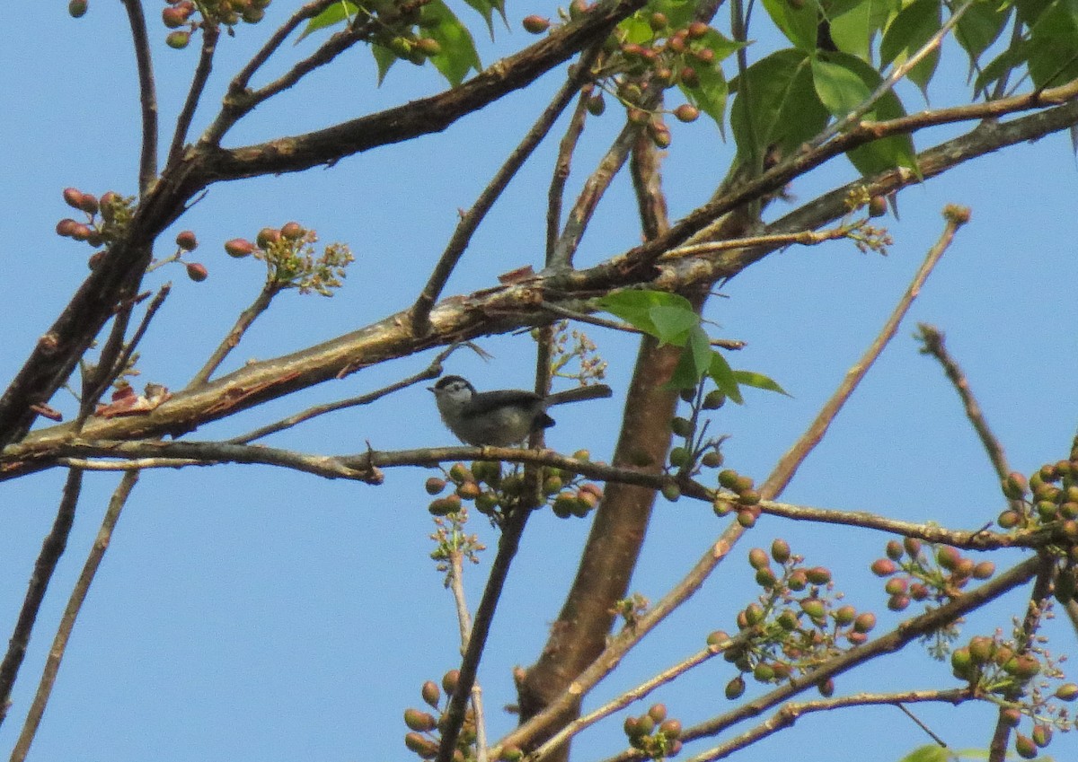 White-browed Gnatcatcher - ML240775121