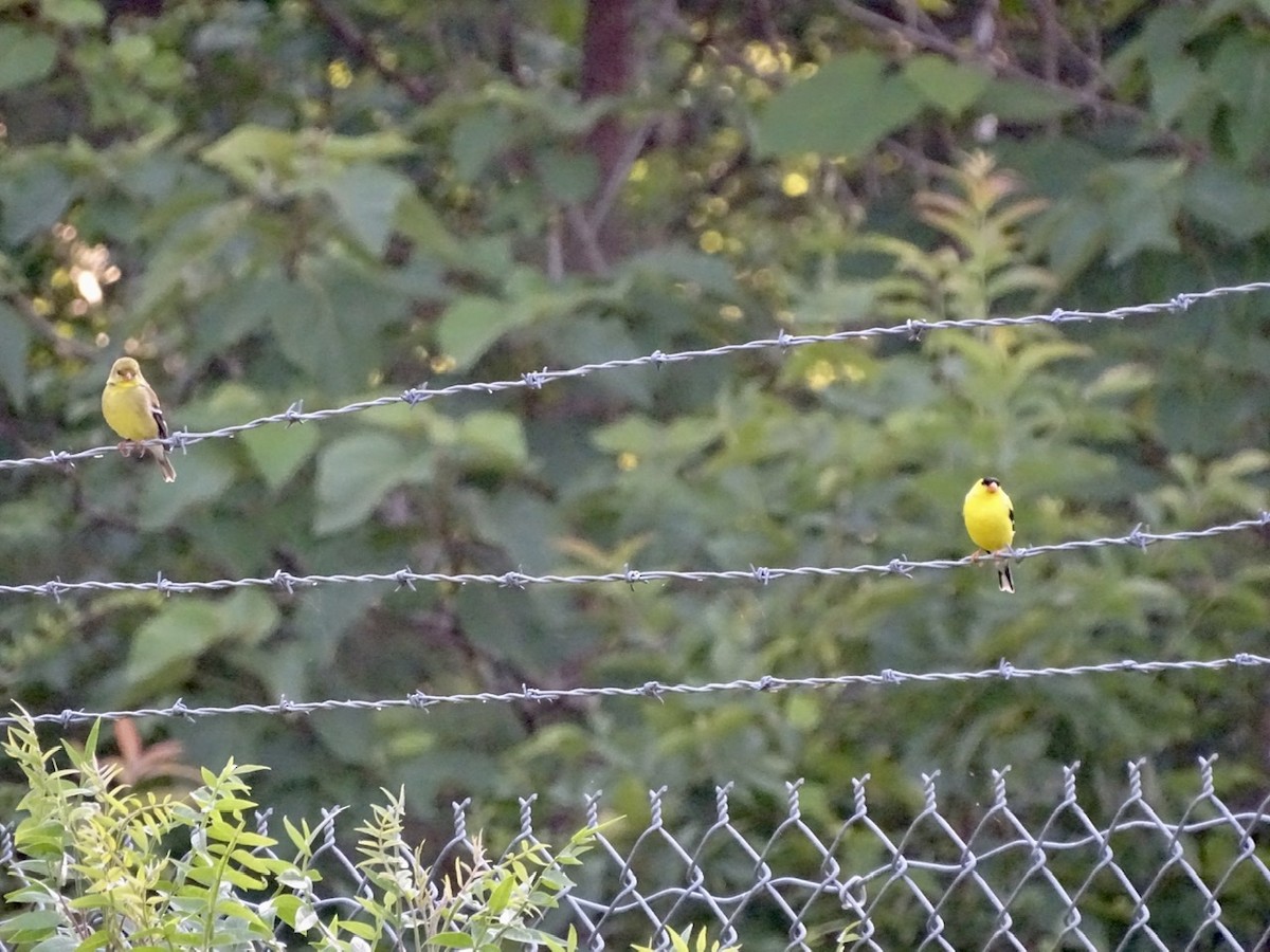 American Goldfinch - Fleeta Chauvigne