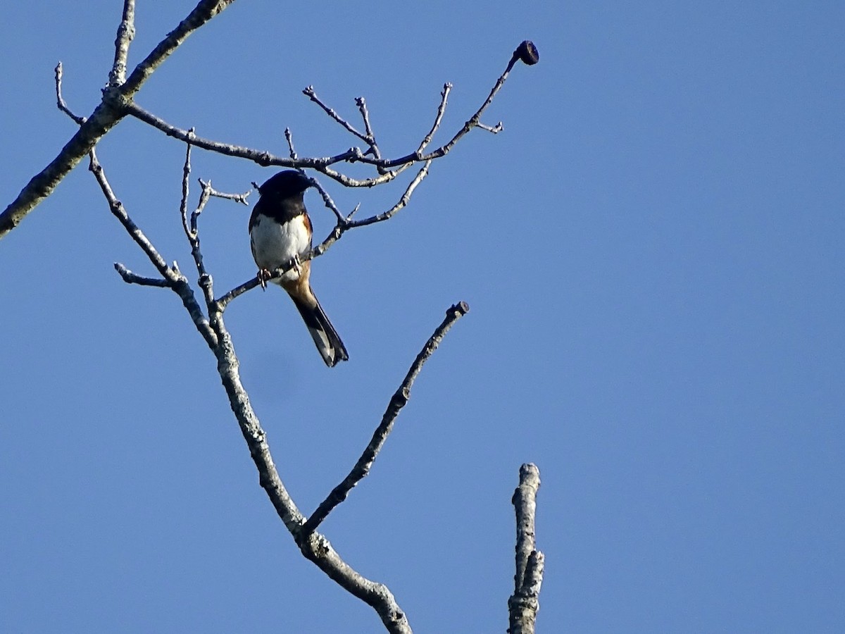 Eastern Towhee - Fleeta Chauvigne