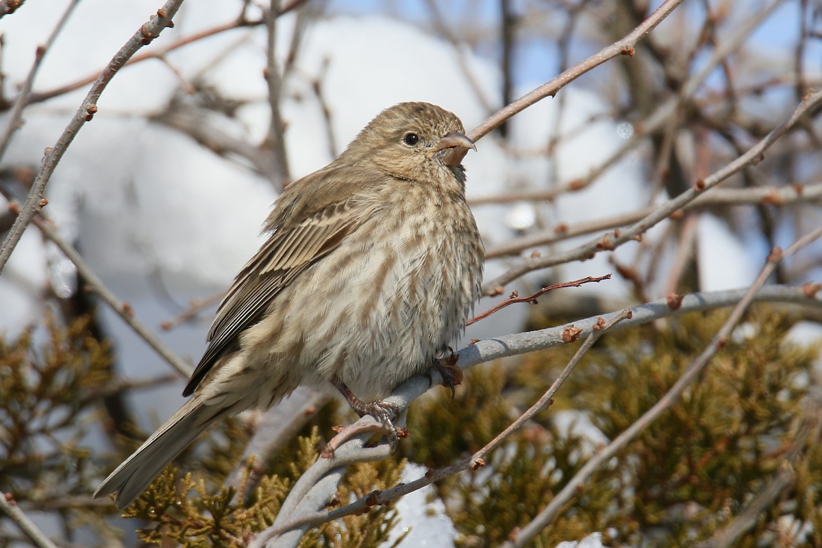 House Finch - Russ Smiley
