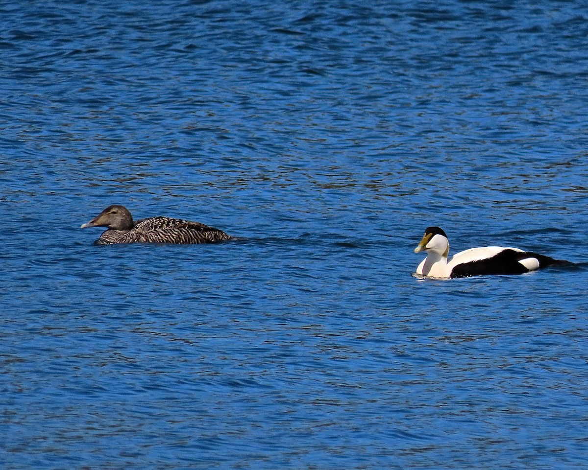 Eider arrunta - ML240775331