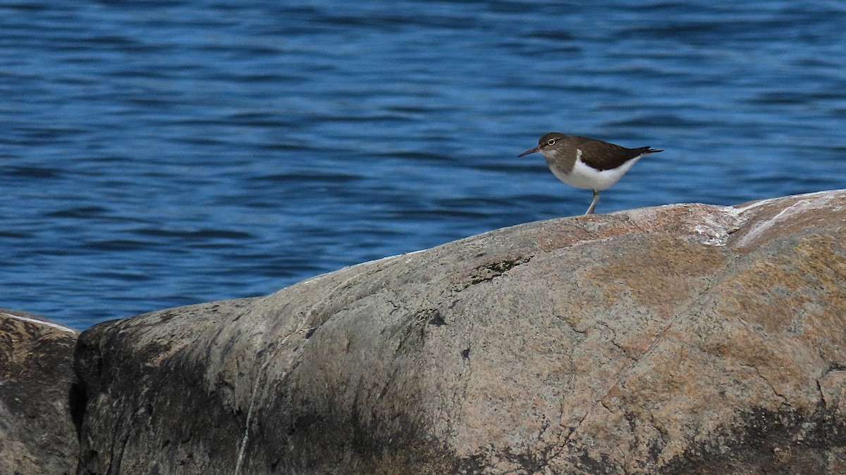 Common Sandpiper - ML240776071