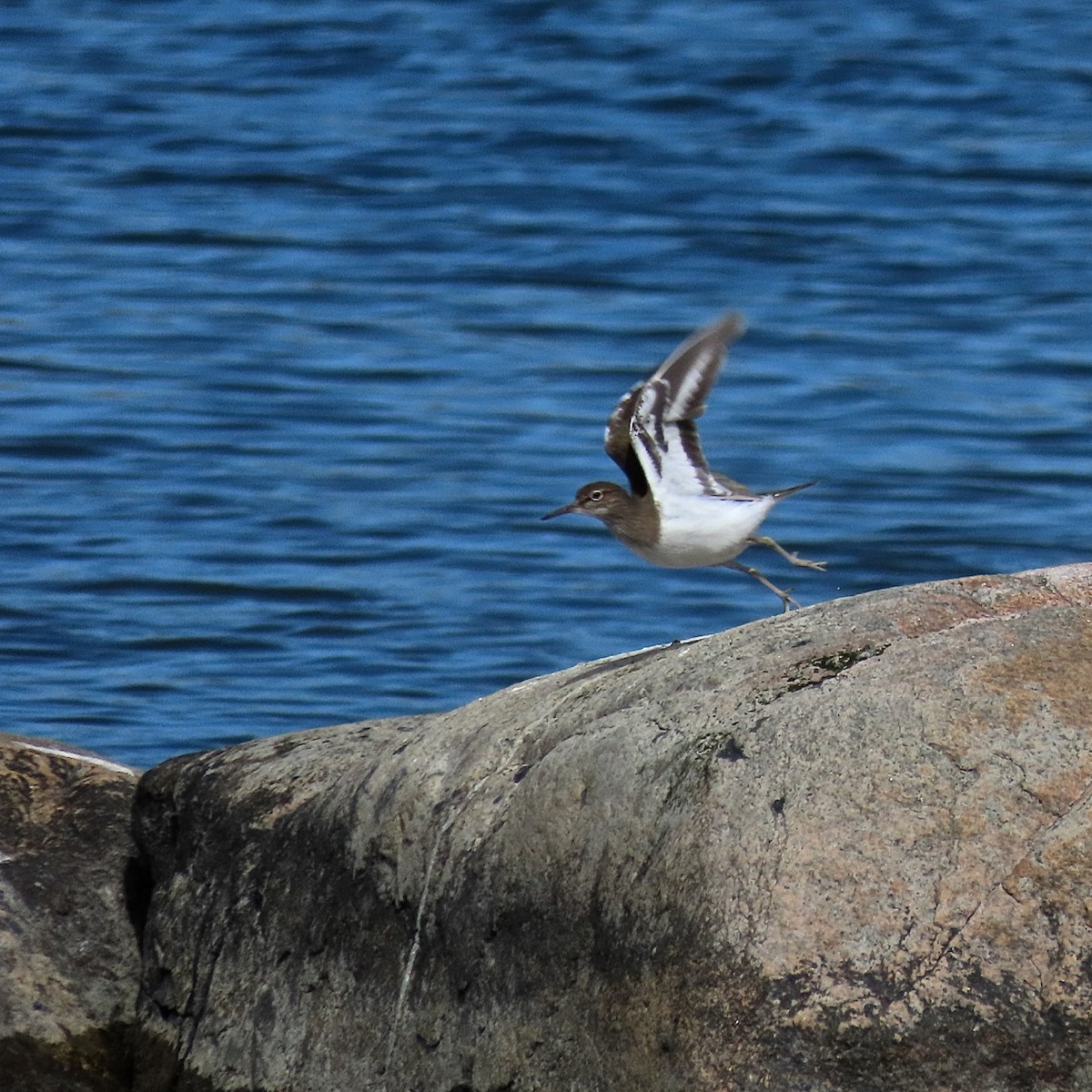 Common Sandpiper - ML240776101