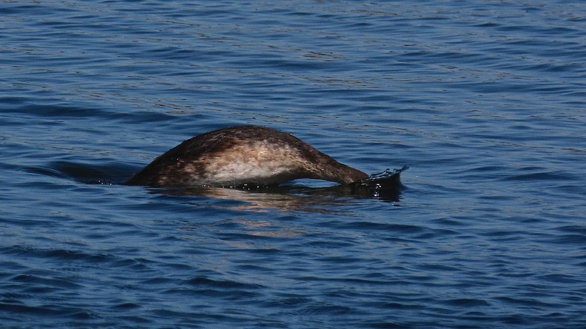 Great Crested Grebe - ML240776561