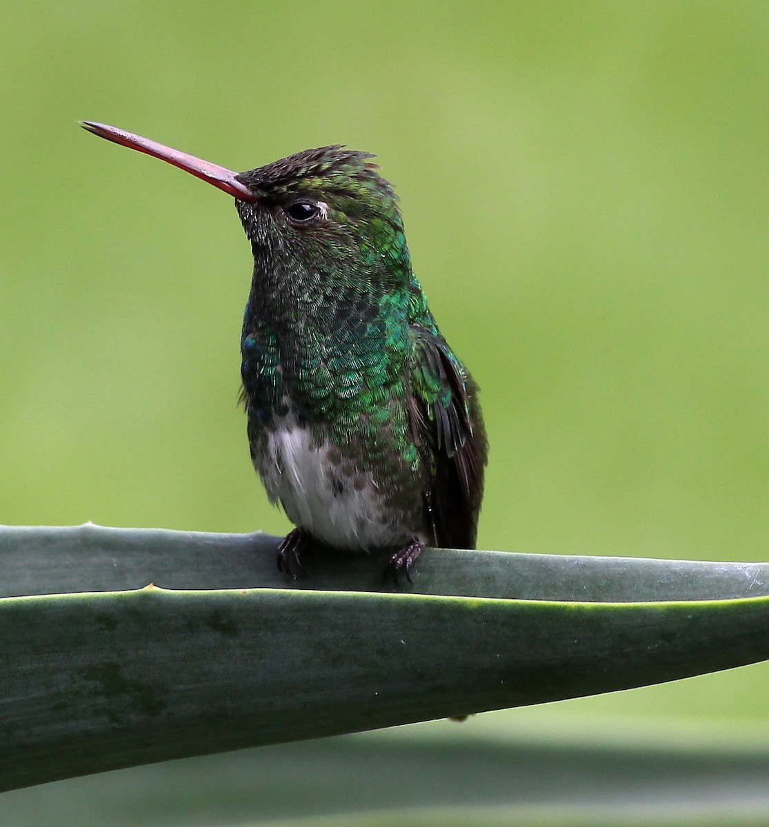 Glittering-throated Emerald - ML24077701