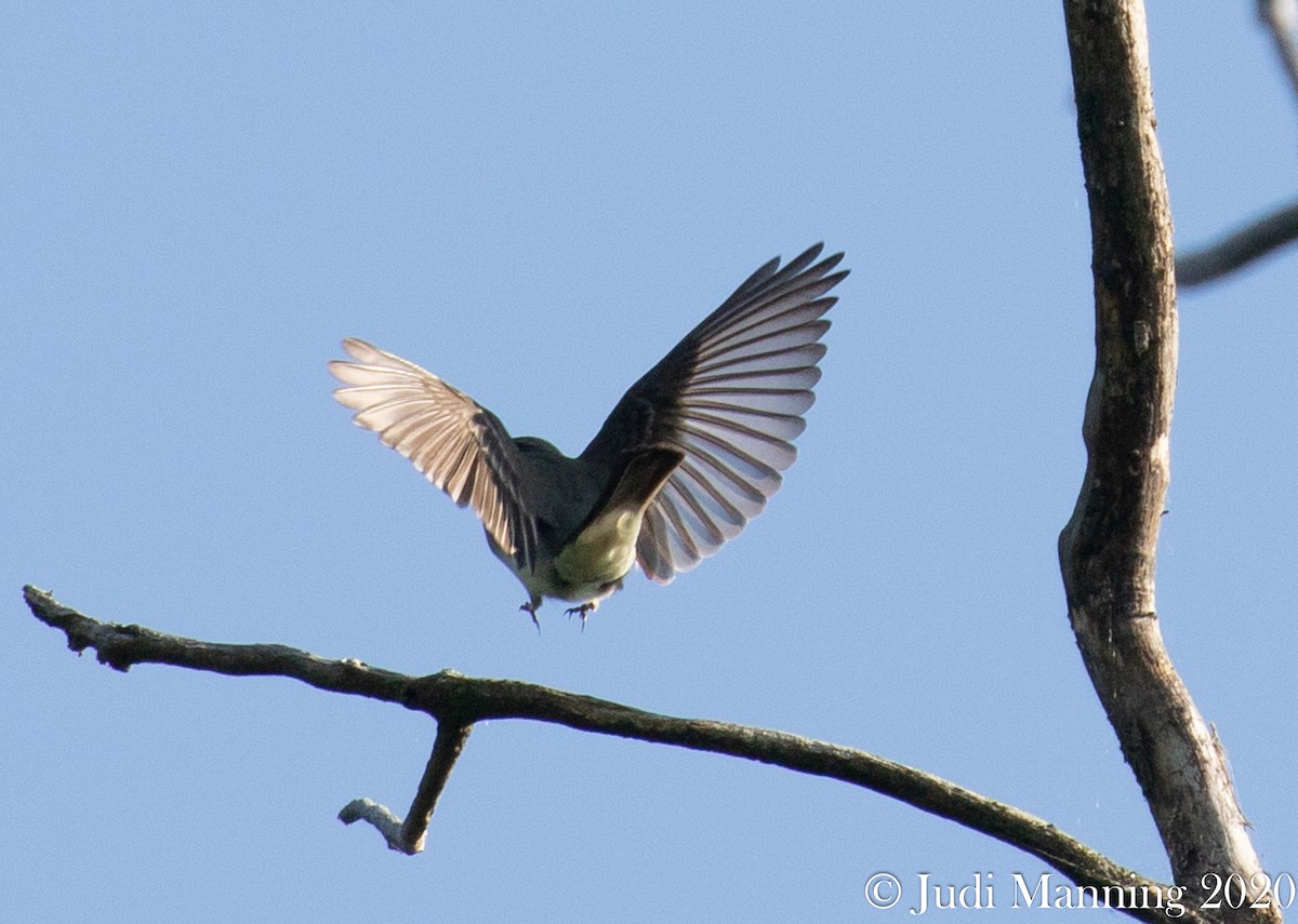 Eastern Wood-Pewee - ML240779271