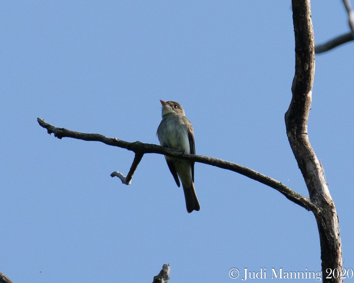 Eastern Wood-Pewee - ML240779291