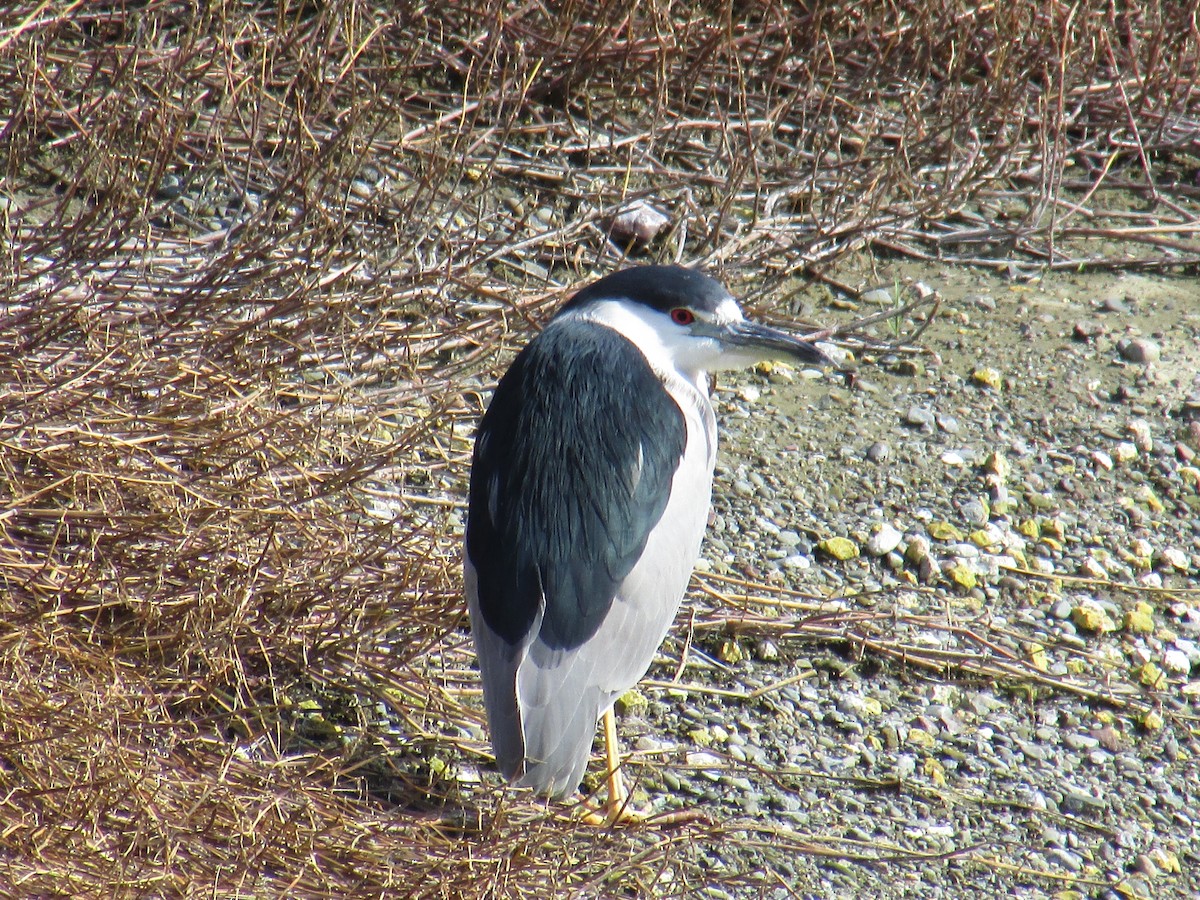 Black-crowned Night Heron - Steve Stump