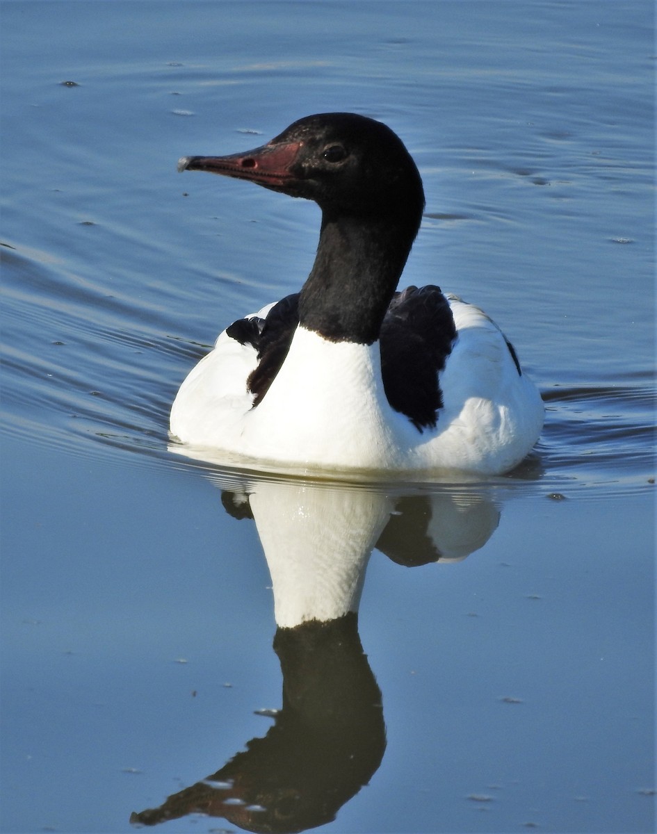 Common Merganser - ML240781241