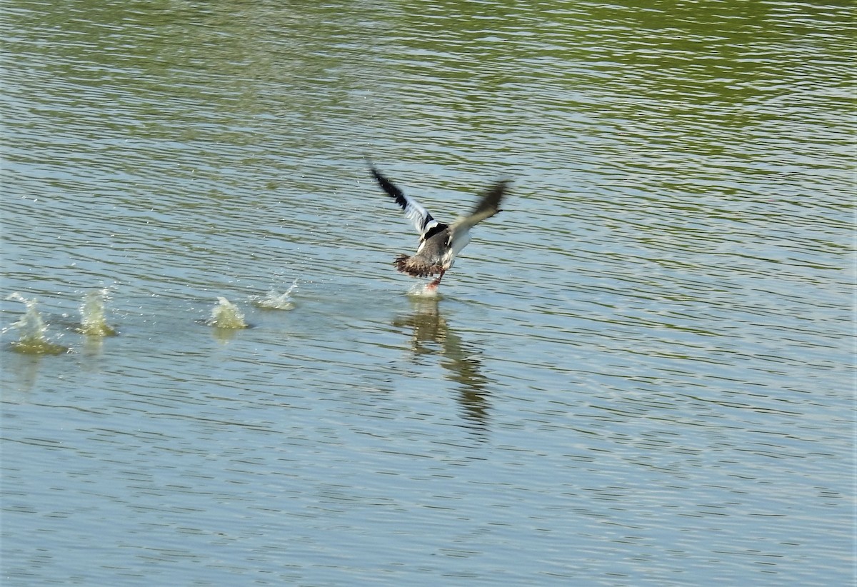 Common Merganser - ML240781251