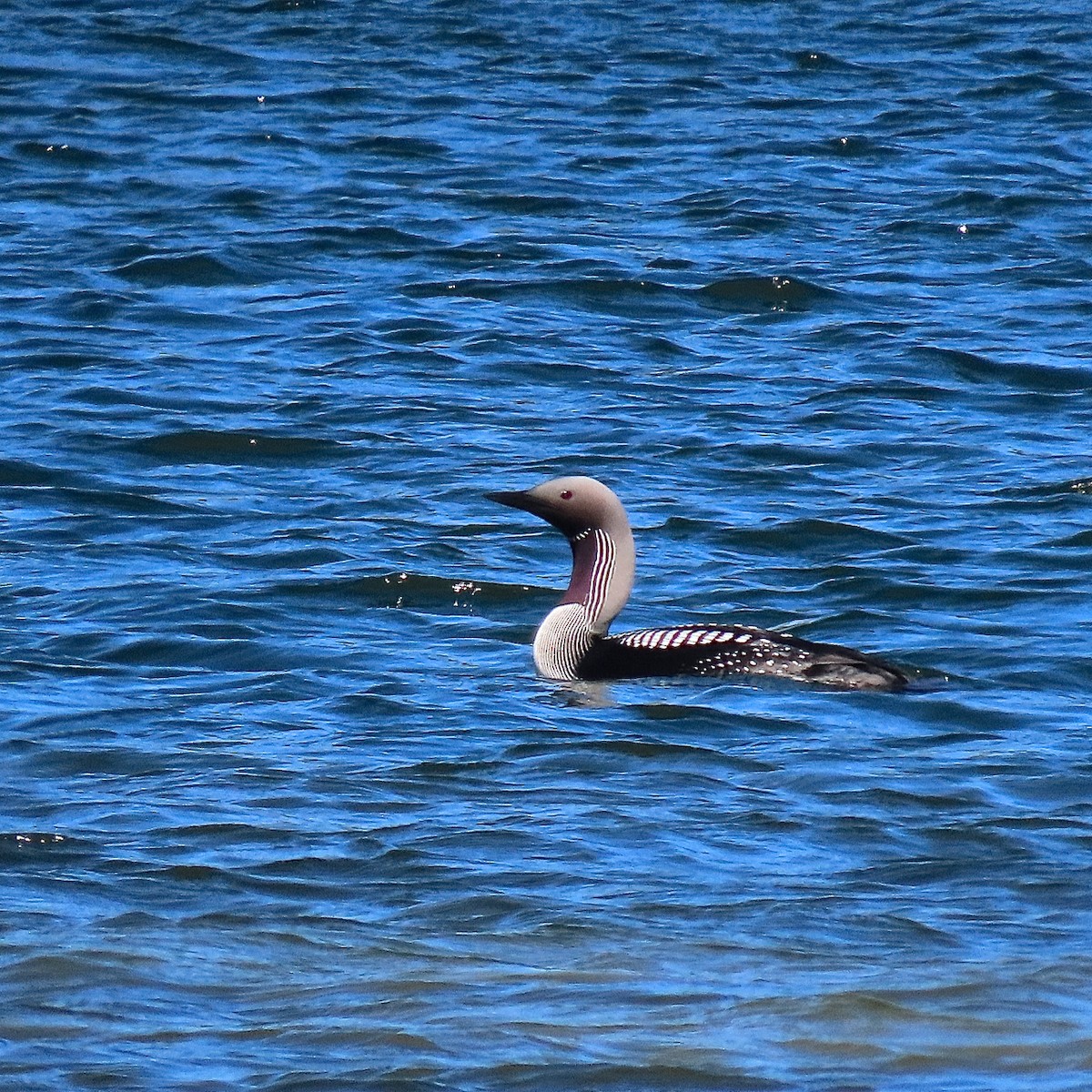 Arctic Loon - Erkki Lehtovirta