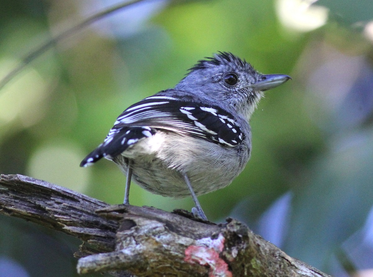 Sooretama Slaty-Antshrike - Jason Leifester
