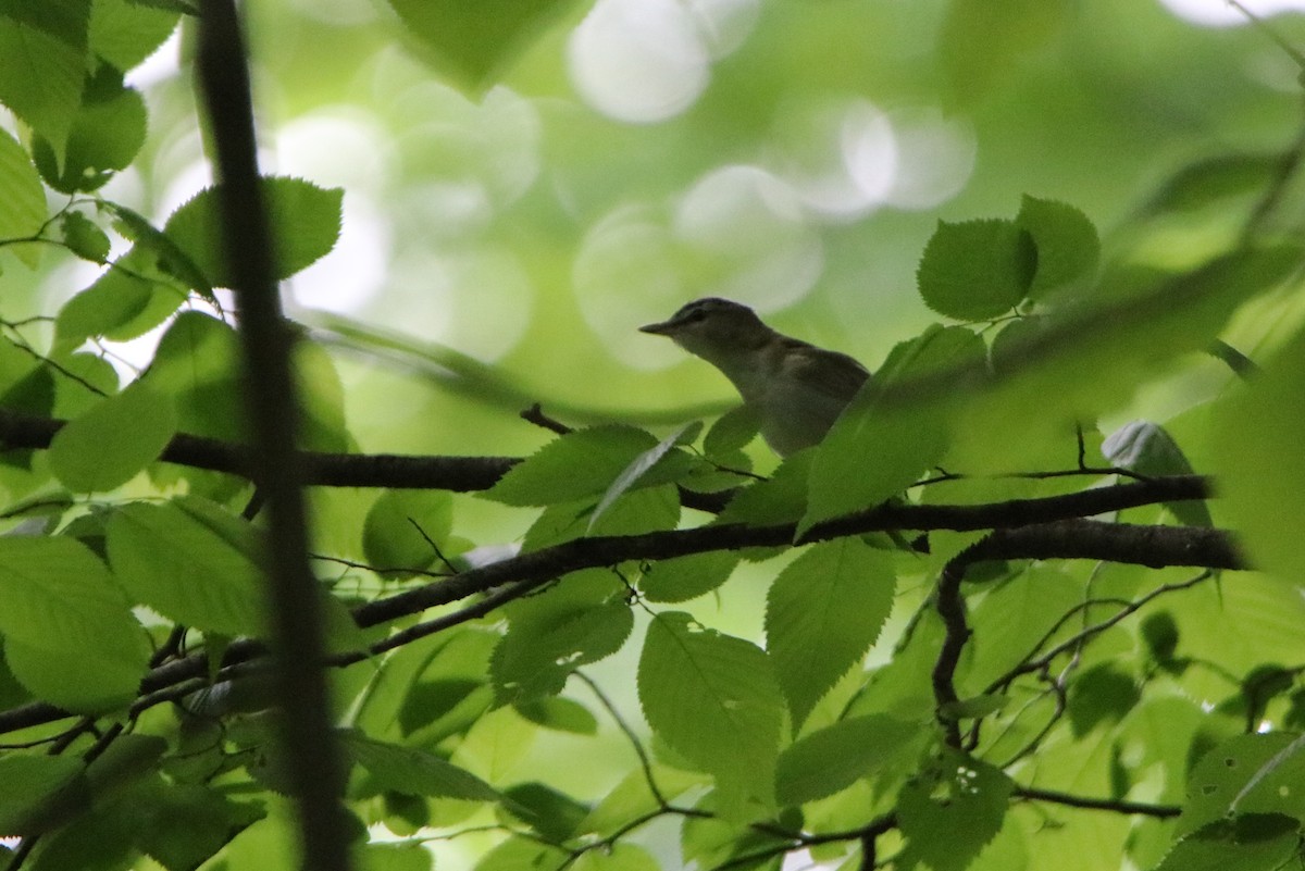 Vireo Ojirrojo - ML240785291