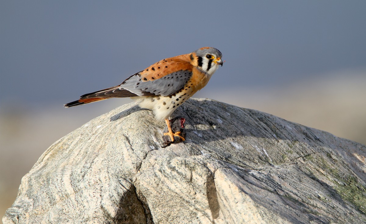 American Kestrel - Jerry Liguori