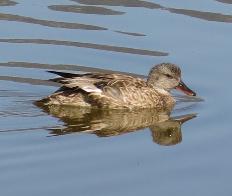 Gadwall - ML24078591