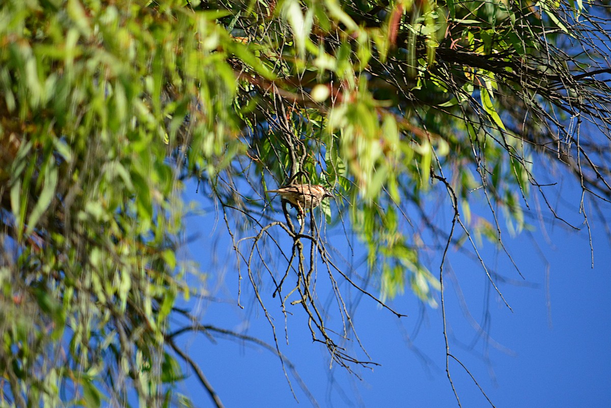 Spanish Sparrow - ML240786641