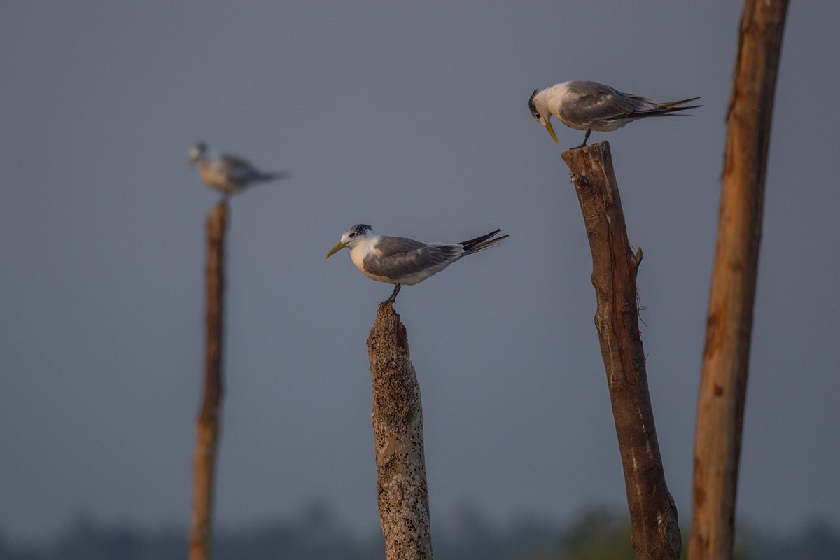Great Crested Tern - Vaidehi  Gunjal
