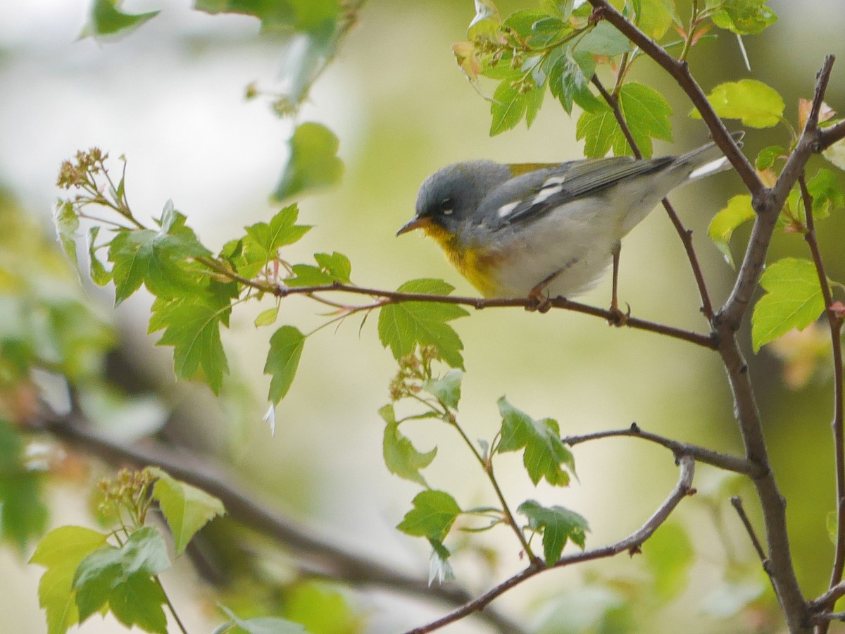 Parula Norteña - ML240788421