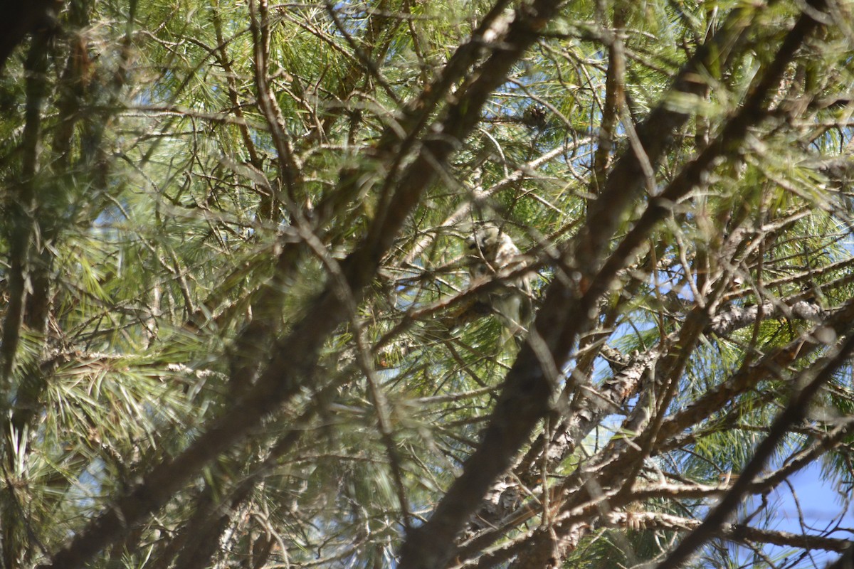 Northern Saw-whet Owl - ML240789071